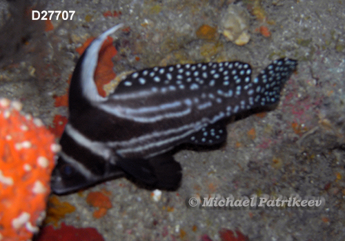 Spotted Drum (Equetus punctatus)